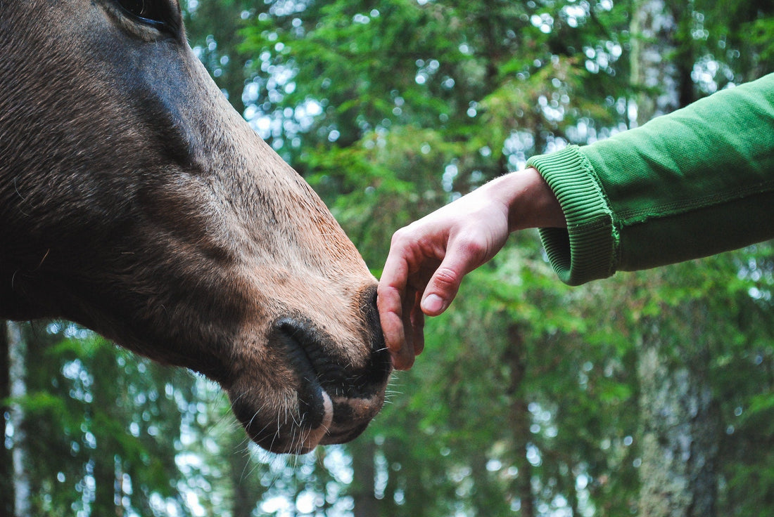 Tips for a Successful Horse Show
