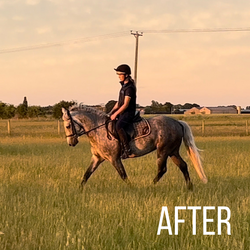 The same horse calm and settled after No More Nerves