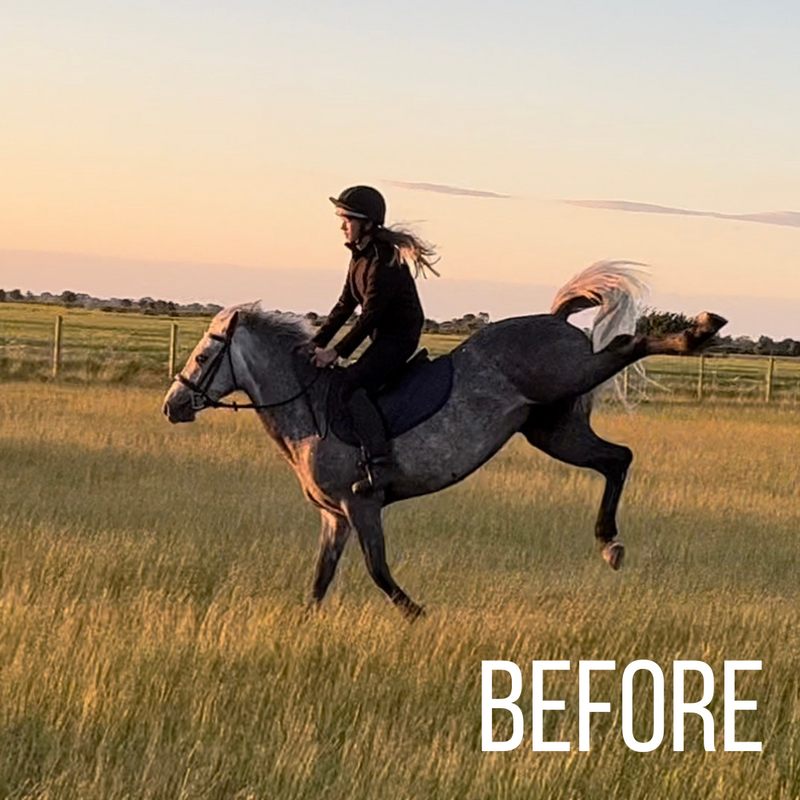 A tense, reactive horse before No More Nerves