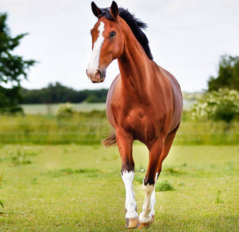 Alpha Gold supports hard-working, compromised or ageing joints by using high-quality natural oils to aid the effectiveness of turmeric absorption. It is suitable and safe for horses with or prone to laminitis, EMS, cushings or other metabolic disturbances.