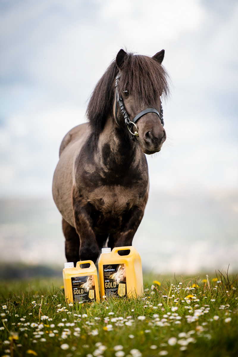  Alpha Gold is a palatable supplement that will transform your horse’s life within 2-3 weeks of continuous feeding. Alpha Gold will keep your horse mobile, healthy and thriving.