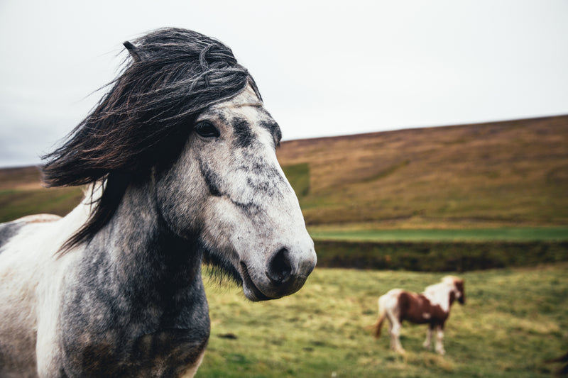 See how your horse's behaviour is transformed