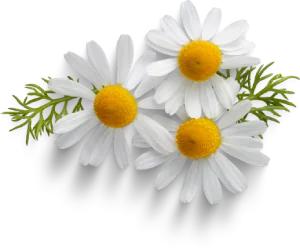 Chamomile
