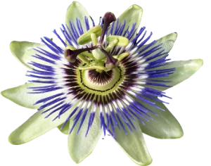 Passionflower