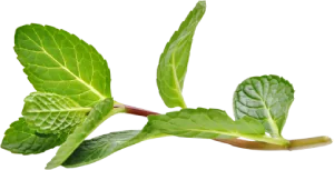 Peppermint