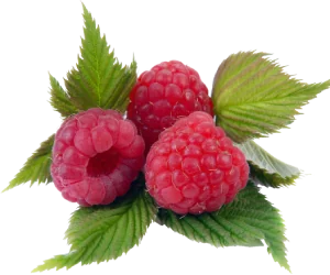 Raspberry leaf