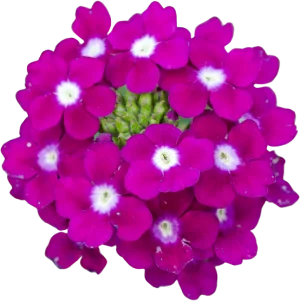 Vervain