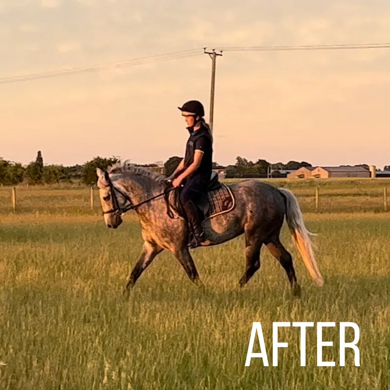 The same horse calm under saddle after 3 weeks on No More Nerves