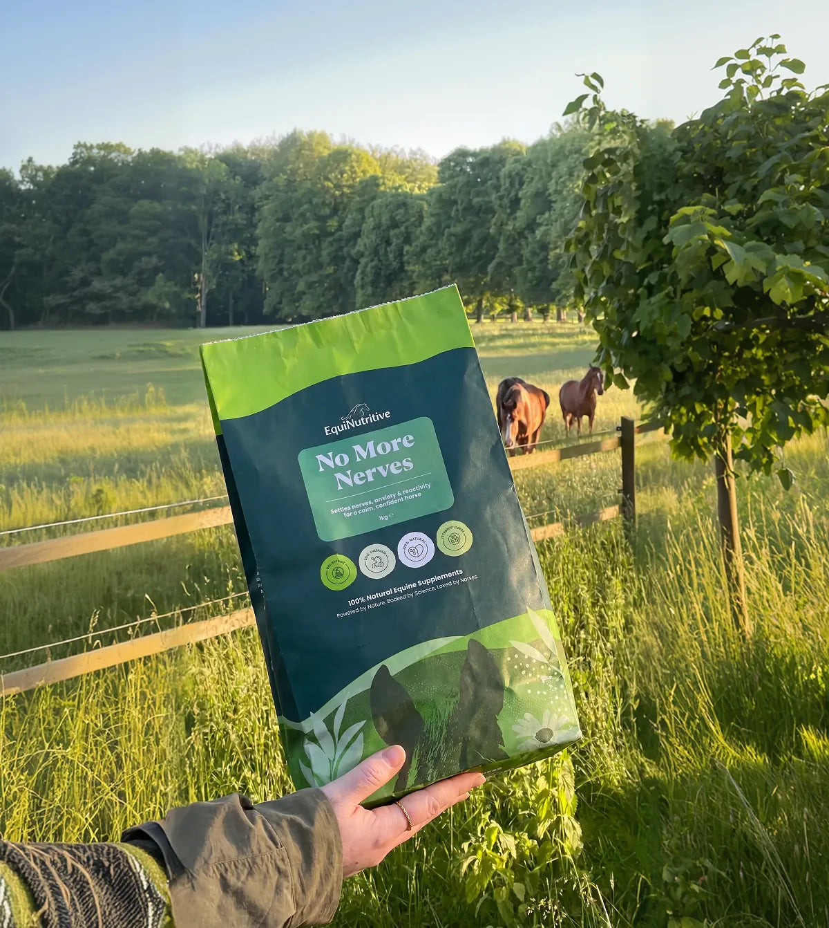 No More Nerves held up in a paddock with horses grazing