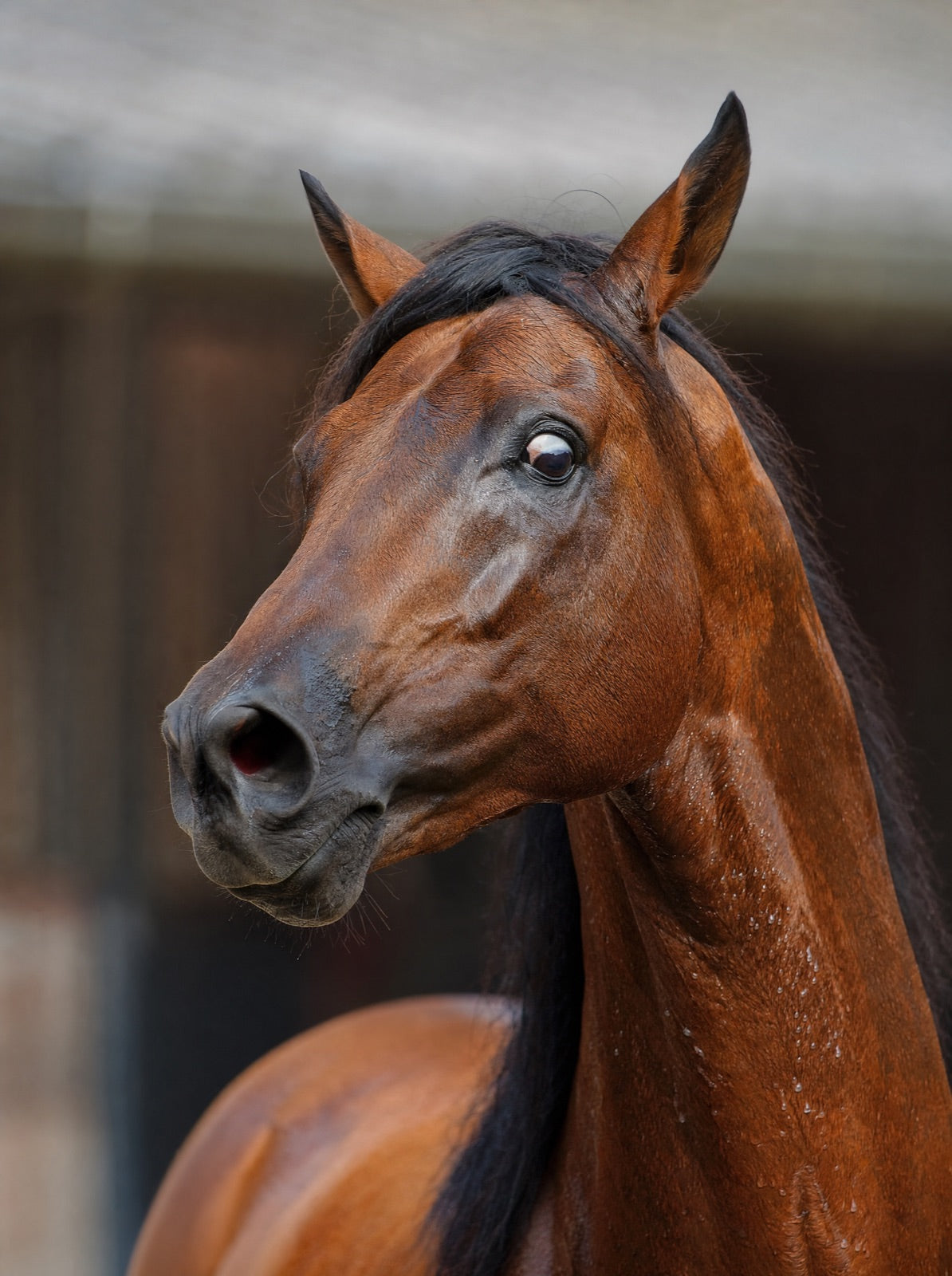 A horse refusing to load into a trailer