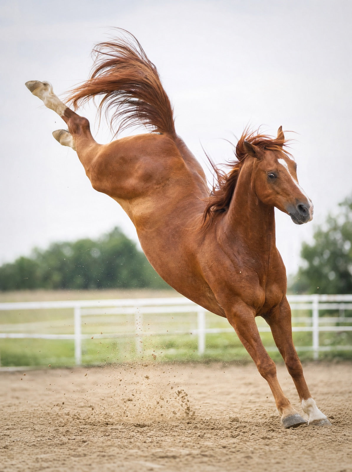 An alert, on-edge horse